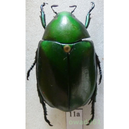 Mimela germana Prokofiev & Zorn, 2016 27mm Vietnam11a